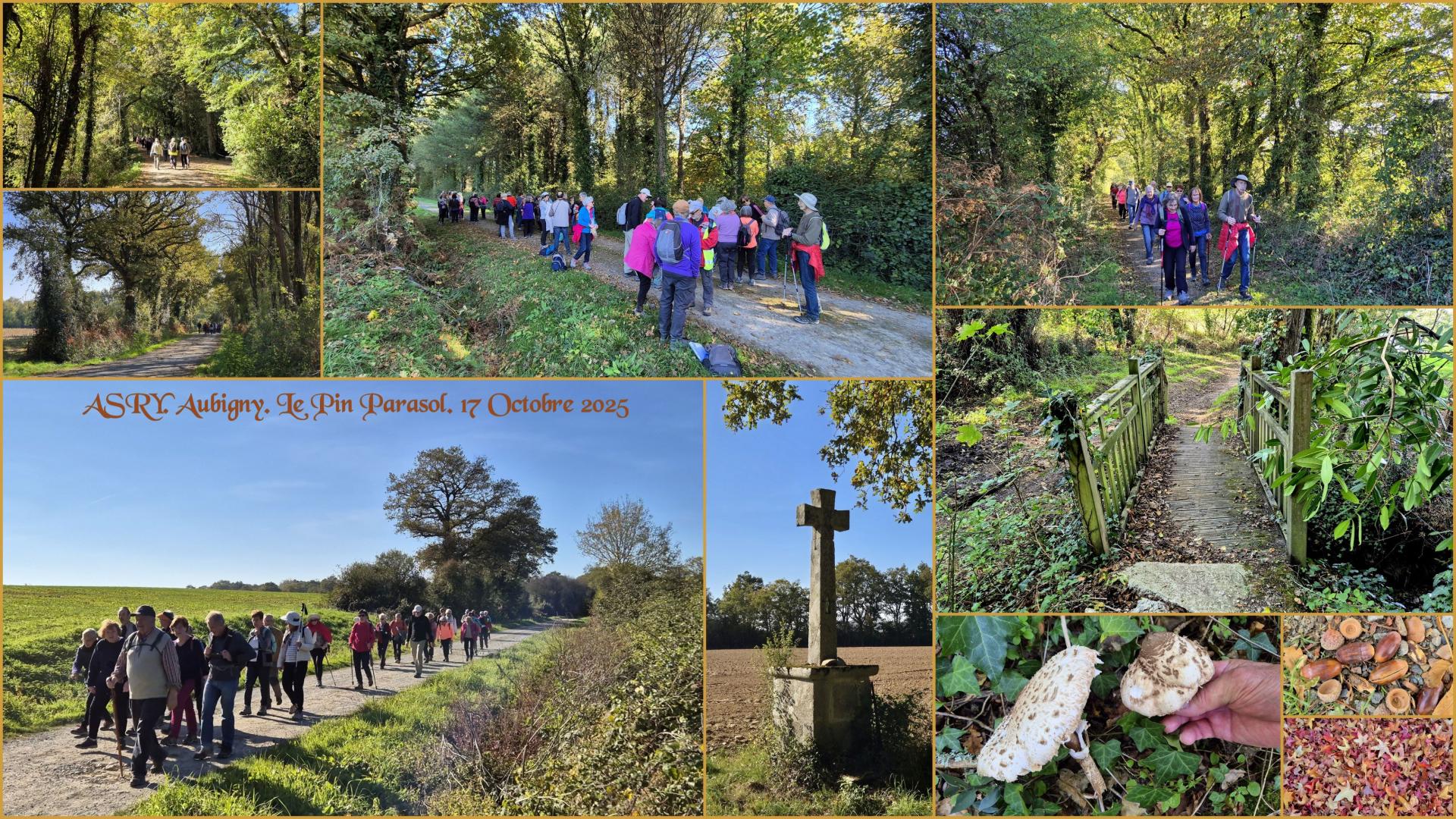 Aubigny le pin parasol 17 10 25