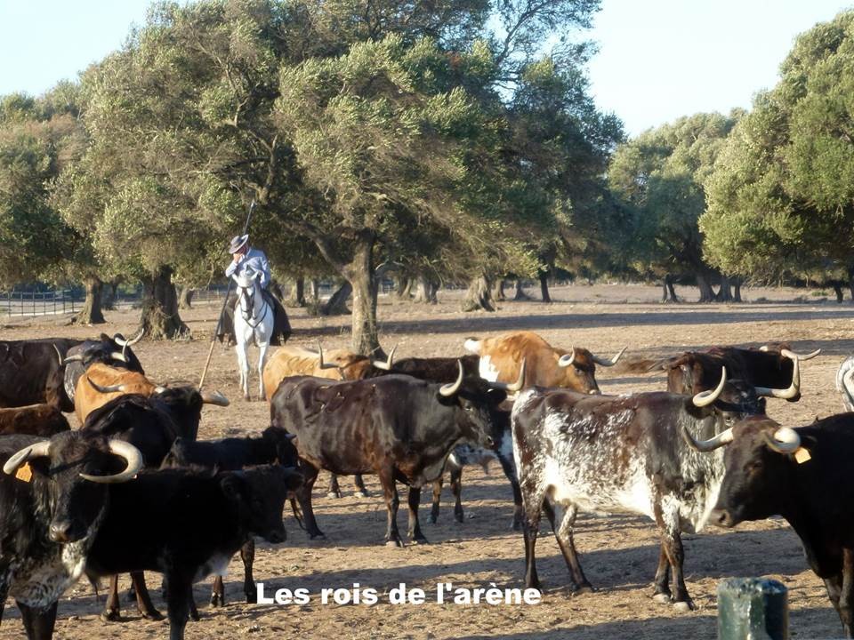 Les taureaux 1