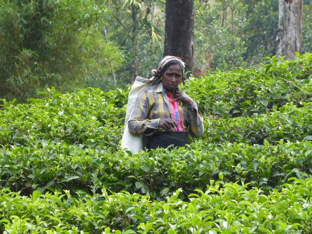 dans une plantation de thé - Une cueilleuse