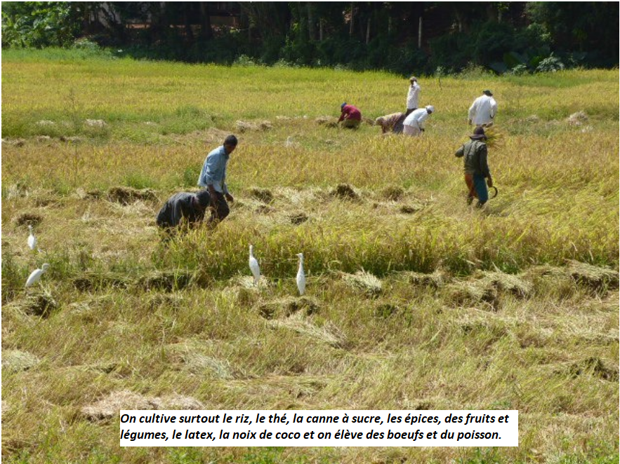 Plantation de riz